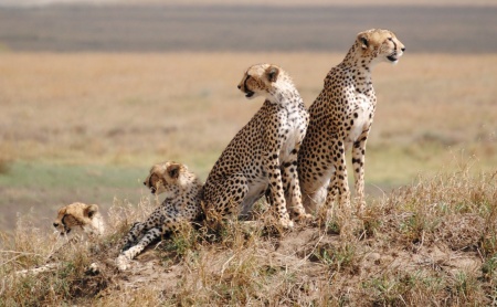 Serengeti